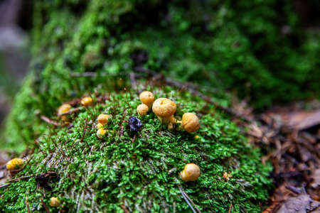 Small chanterelle mushrooms in the grass.の写真素材