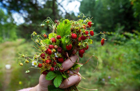 Strawberries turn red in the forest. Strawberry field with berries and flowers. A hand plucks a strawberry.の写真素材