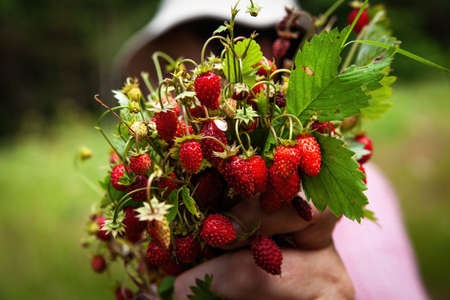 Strawberries turn red in the forest. Strawberry field with berries and flowers. A hand plucks a strawberry.の写真素材