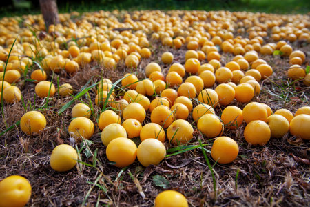 An untidy fallen yellow cherry plum lies on the groundの写真素材