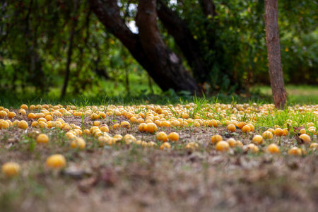 An untidy fallen yellow cherry plum lies on the groundの写真素材