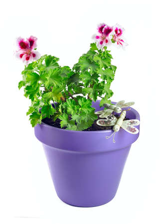 Violet geranium flower in a pot isolated on whiteの写真素材