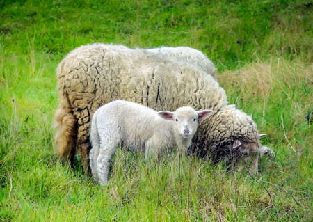 Mother sheep and her lambの写真素材