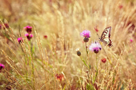 A small butterfly sitting on flowerの写真素材