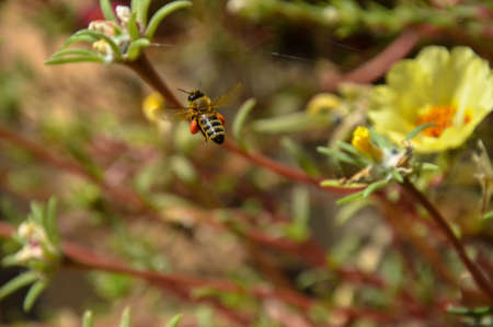 Bee near purslane flowersの写真素材