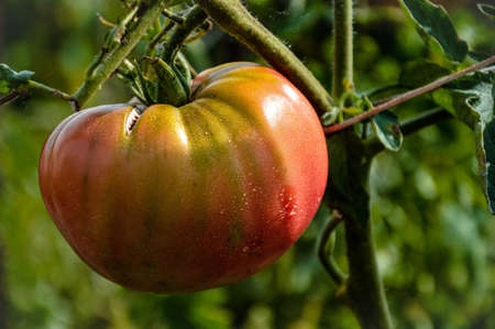 Large ripe tomato on a bushの写真素材