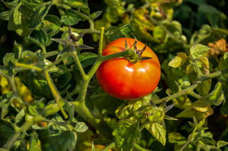 Fresh ripe red tomato on a branchの写真素材