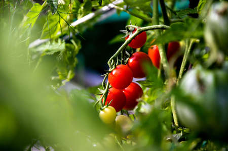 Ripe red cherry tomatoes on a bushの写真素材