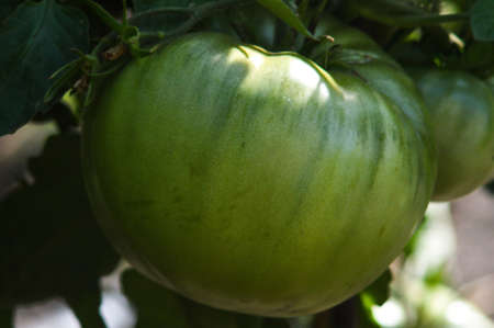 Unripe green tomato on a bushの写真素材
