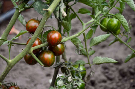 Ripe red cherry tomatoes on a bushの写真素材