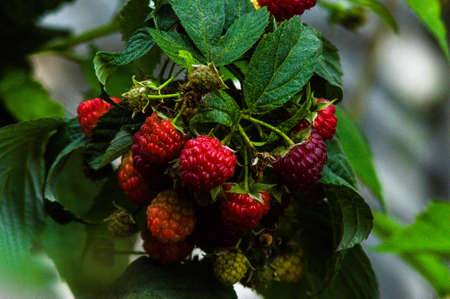 Red delicious ripe raspberries on a bushの写真素材