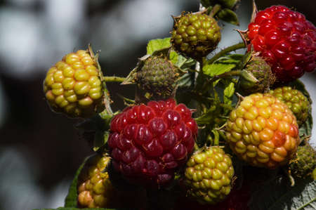 Red delicious ripe raspberries on a bushの写真素材