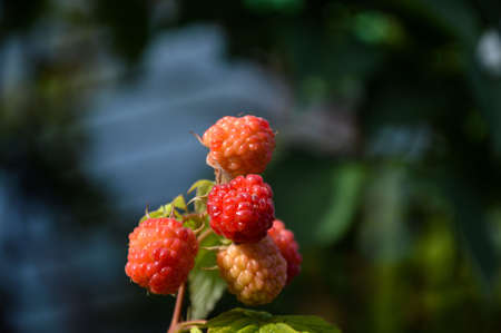 Red delicious ripe raspberries on a bushの写真素材