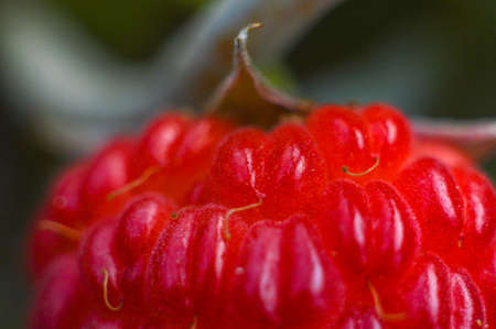 Ripe sweet red raspberry close-up in the countryの写真素材