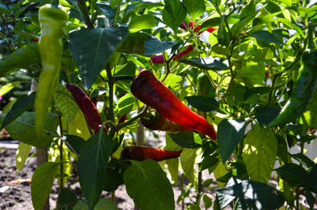 In the garden, red hot hot pepper on a branchの写真素材