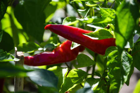 In the garden, red hot hot pepper on a branchの写真素材
