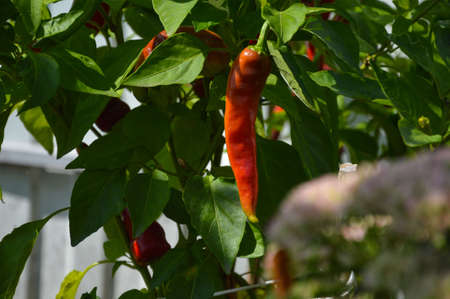 In the garden, red hot hot pepper on a branchの写真素材
