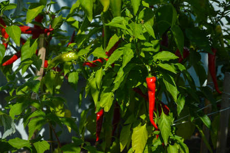 In the garden, red hot hot pepper on a branchの写真素材