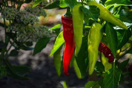 In the garden, red hot hot pepper on a branchの写真素材