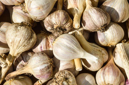 Fresh garlic in bulk on drying in the sun close-upの写真素材