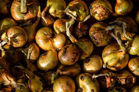 Fresh onions in bulk, dried in the sun, close-upの写真素材