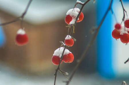 Wild satchels on a branch under the first snowの写真素材