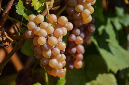 Ripe delicious bunches of raisins RPS grapes in the vineyardの写真素材