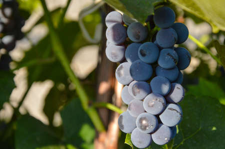 A bunch of ripe grapes on a branchの写真素材