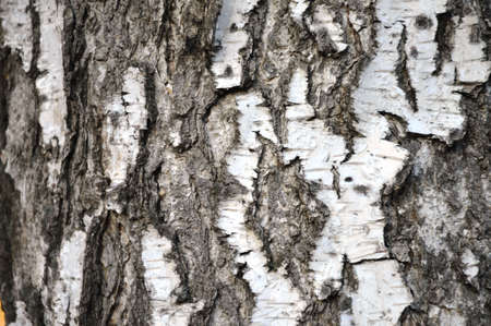 old dry birch bark with cracks close-up background patternの写真素材