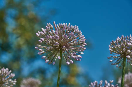 Close-up of the head of a blooming green onion flowerの写真素材