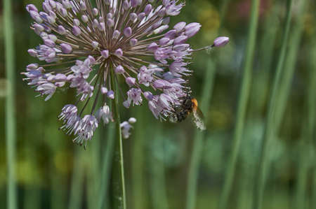 Bumblebee on the head of a blooming green onionの写真素材