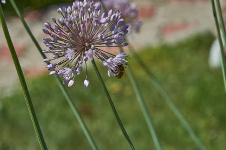 Close-up of the head of a blooming green onion flowerの写真素材
