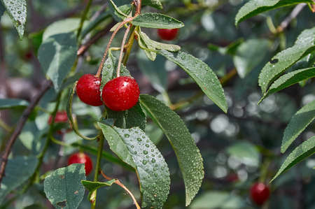 Red cherries with water drops after rain are illuminated by the sun.の写真素材