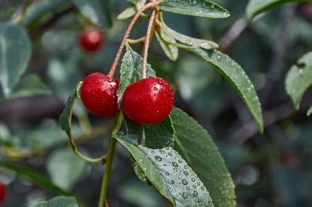 Red cherries with water drops after rain are illuminated by the sun.の写真素材