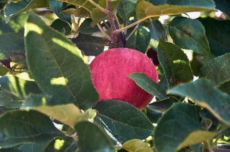 Red apples on the branches of an apple tree.