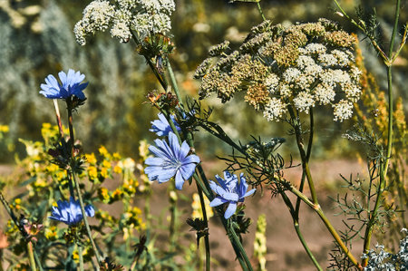 Chicory growing in a field under sunlight, with a blurred background