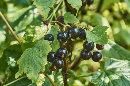 Black currant on a bush branch in the garden after the rain.