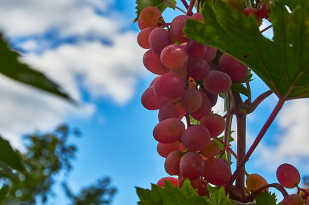 Juicy bunches of ripening grapes hang on an autumn vine. Sunny weather. close-up.の写真素材