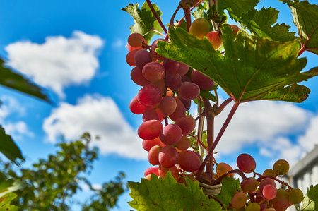 Juicy bunches of ripening grapes hang on an autumn vine. Sunny weather. close-up.の写真素材