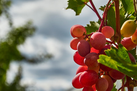 Juicy bunches of ripening grapes hang on an autumn vine. Sunny weather. close-up.の写真素材