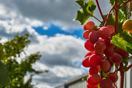Juicy bunches of ripening grapes hang on an autumn vine. Sunny weather. close-up.の写真素材