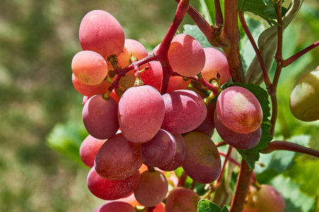 Juicy bunches of ripening grapes hang on an autumn vine. Sunny weather. close-up.