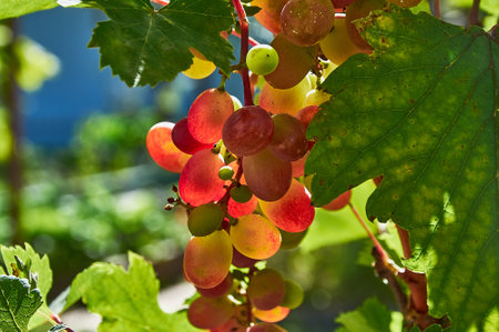 Juicy bunches of ripening grapes hang on an autumn vine. Sunny weather. close-up.の写真素材