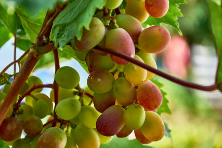 Juicy bunches of ripening grapes hang on an autumn vine. Sunny weather. close-up.の写真素材