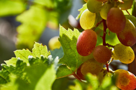Juicy bunches of ripening grapes hang on an autumn vine. Sunny weather. close-up.の写真素材