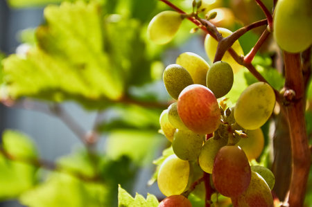 Juicy bunches of ripening grapes hang on an autumn vine. Sunny weather. close-up.の写真素材