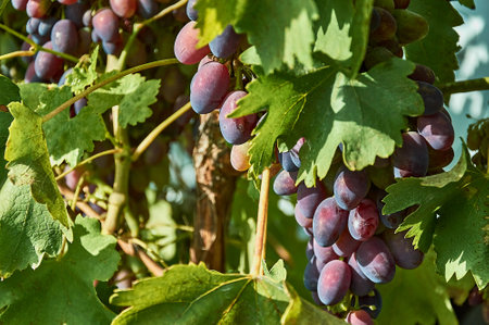 Juicy bunches of ripening grapes hang on an autumn vine. Sunny weather. close-up.の写真素材