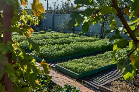 Mustard leaf greens are grown in the garden