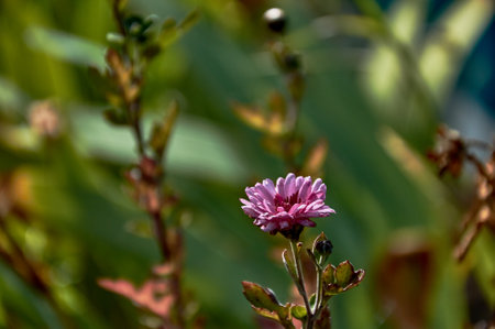 Fresh bright pink chrysanthemums. Japanese, Korean style.