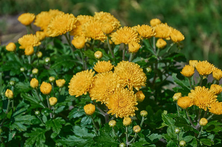 Fresh bright yellow chrysanthemums on a blurry background.の写真素材